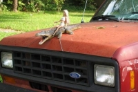 hood-ornaments-Bizarre-Car-Accessories-Obnoxious-Hood-Ornaments