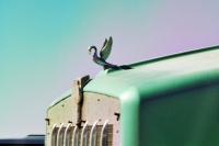 hood-ornaments-TruckBird