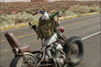 RatRod.Life ~ Rat Bikes