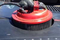 Rat Rod Details